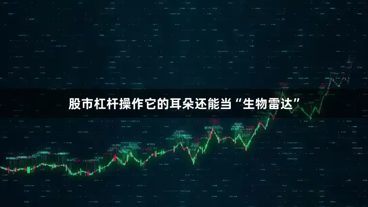 股市杠杆操作它的耳朵还能当“生物雷达”